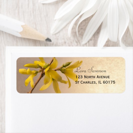 Yellow Spring Forsythia Blume Rücksendeadresse (Insitu)