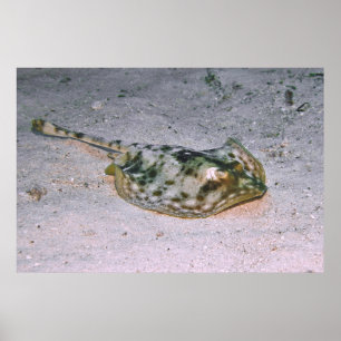 Yellow Stingray in the Sand Poster