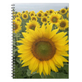 Yellow Sunflower Field Harvest Notebook Notizblock (Vorderseite)