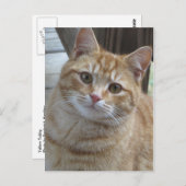 Yellow Tabby Postkarte (Vorne/Hinten)