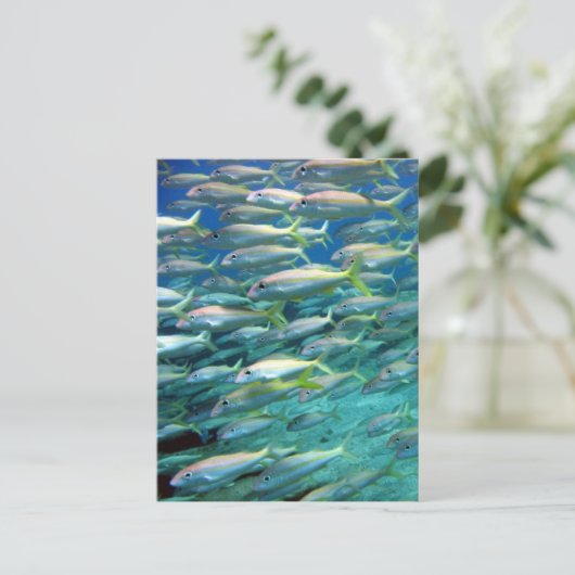 Yellow Tails Postkarte (Stehend Vorderseite)