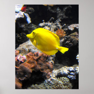 Yellow Tang Poster