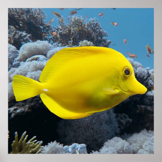 Yellow Tang Poster (Vorne)
