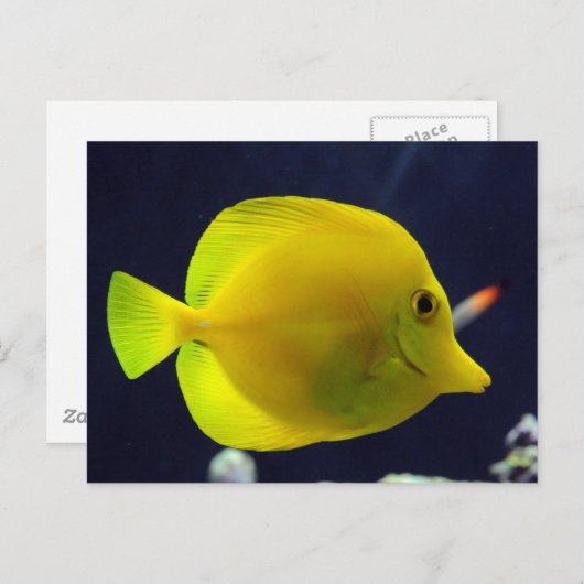 Yellow Tang Postkarte (Vorne/Hinten)