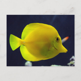 Yellow Tang Postkarte