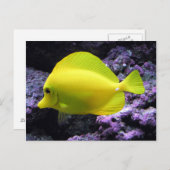 Yellow Tang Reef Fish Postkarte (Vorne/Hinten)
