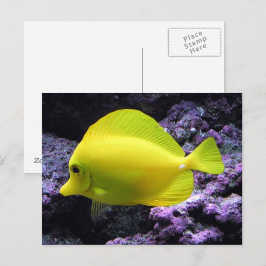 Yellow Tang Reef Fish Postkarte (Vorne/Hinten)