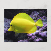 Yellow Tang Reef Fish Postkarte (Vorderseite)