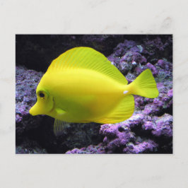 Yellow Tang Reef Fish Postkarte