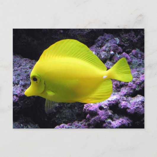 Yellow Tang Reef Fish Postkarte (Vorderseite)