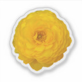 Yellow Transvaal Daisy Blossom Aufkleber (Vorderseite)