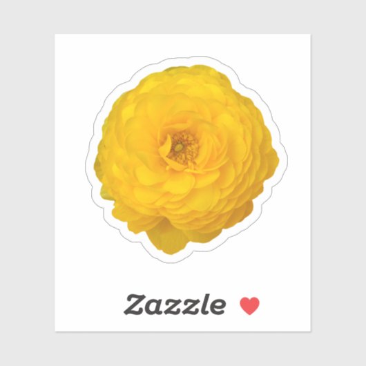 Yellow Transvaal Daisy Blossom Aufkleber (Blatt)
