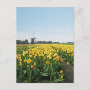 Yellow Tulip Blume Field & Windmill Holland Postkarte