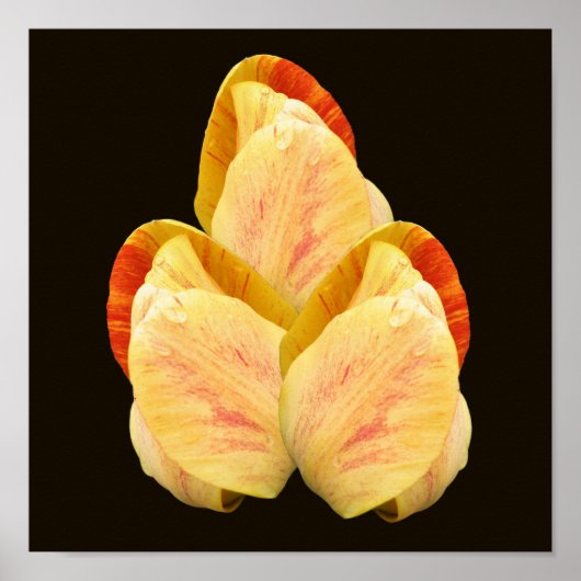 Yellow Tulip Blume Petals Bouquet Poster (Vorne)