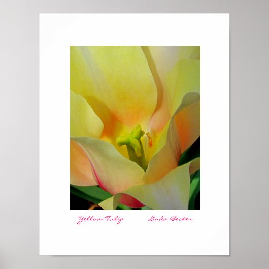 Yellow Tulip by Linda Becker FotoArt Poster (Vorne)