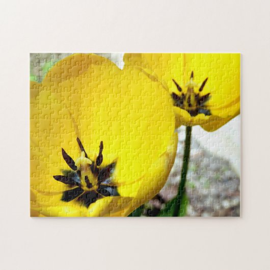 Yellow Tulip Foto Puzzle (Horizontal)