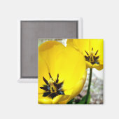 Yellow Tulip Magnet (Vorderseite/Rückseite)