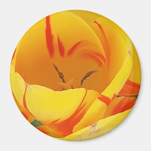 Yellow Tulip Magnet (Vorne)
