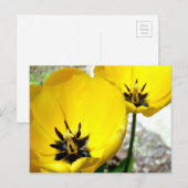 Yellow Tulip Postcard Postkarte (Vorne/Hinten)