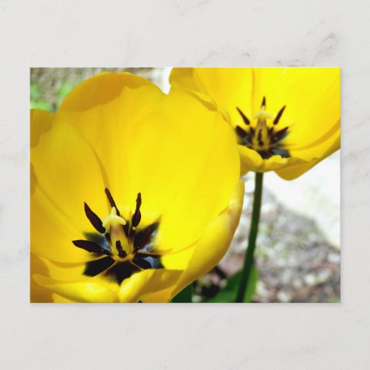 Yellow Tulip Postcard Postkarte (Vorderseite)