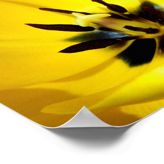 Yellow Tulip Poster (Ecke)