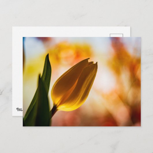 Yellow Tulip Quick Hello PostCard Postkarte (Vorne/Hinten)