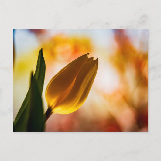 Yellow Tulip Quick Hello PostCard Postkarte (Vorderseite)
