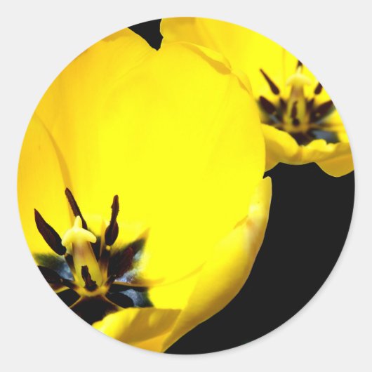 Yellow Tulip Stickers (Vorderseite)