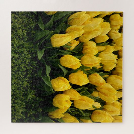 Yellow Tulips Jigsaw Puzzle (Horizontal)