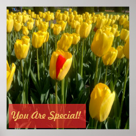 Yellow Tulips Poster