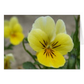 Yellow Viola Card (Vorderseite (Horizontal))
