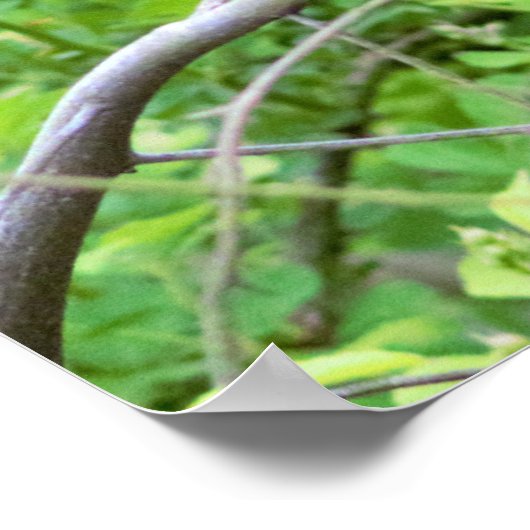 Yellow Warbler Bird in Tree Poster (Ecke)