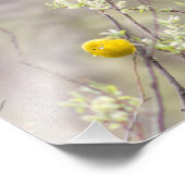 Yellow Warbler Fotografie Print (Ecke)