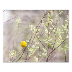 Yellow Warbler Fotografie Print