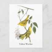 Yellow Warbler, John Audubon Postkarte (Vorderseite)