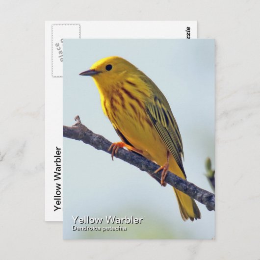 Yellow Warbler Postkarte (Vorne/Hinten)