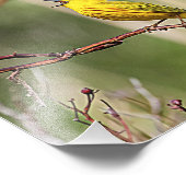 Yellow Warbler Singing Fotodruck (Ecke)
