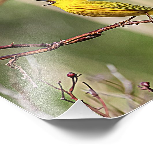 Yellow Warbler Singing Fotodruck (Ecke)