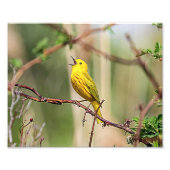 Yellow Warbler Singing Fotodruck (Vorne)