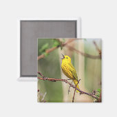 Yellow Warbler Singing Magnet (Vorderseite/Rückseite)