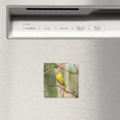 Yellow Warbler Singing Magnet (In Situ (Geschirrspüler))