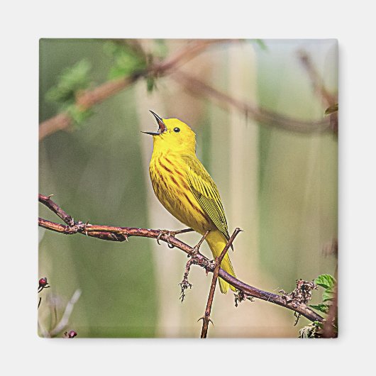 Yellow Warbler Singing Magnet (Vorne)
