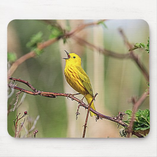 Yellow Warbler Singing Mousepad (Vorne)