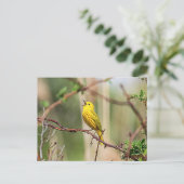 Yellow Warbler Singing Postkarte (Stehend Vorderseite)