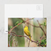 Yellow Warbler Singing Postkarte (Vorne/Hinten)