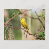 Yellow Warbler Singing Postkarte (Vorderseite)