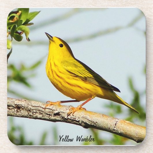 Yellow Warbler Untersetzer (Vorderseite)