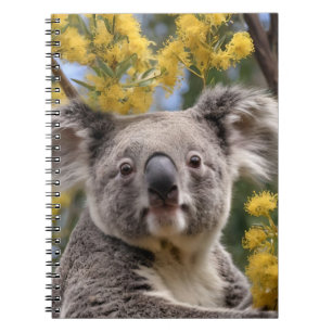 Yellow Wattle Koala Bear, Notizblock
