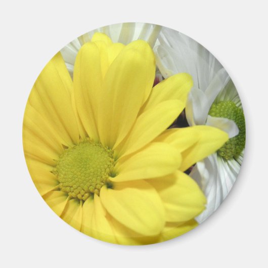 Yellow White Daisy Daisis Blume Blume Foto Magnet (Vorne)