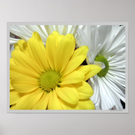 Yellow White Daisy Daisis Blume Blume Foto Poster (Vorne)